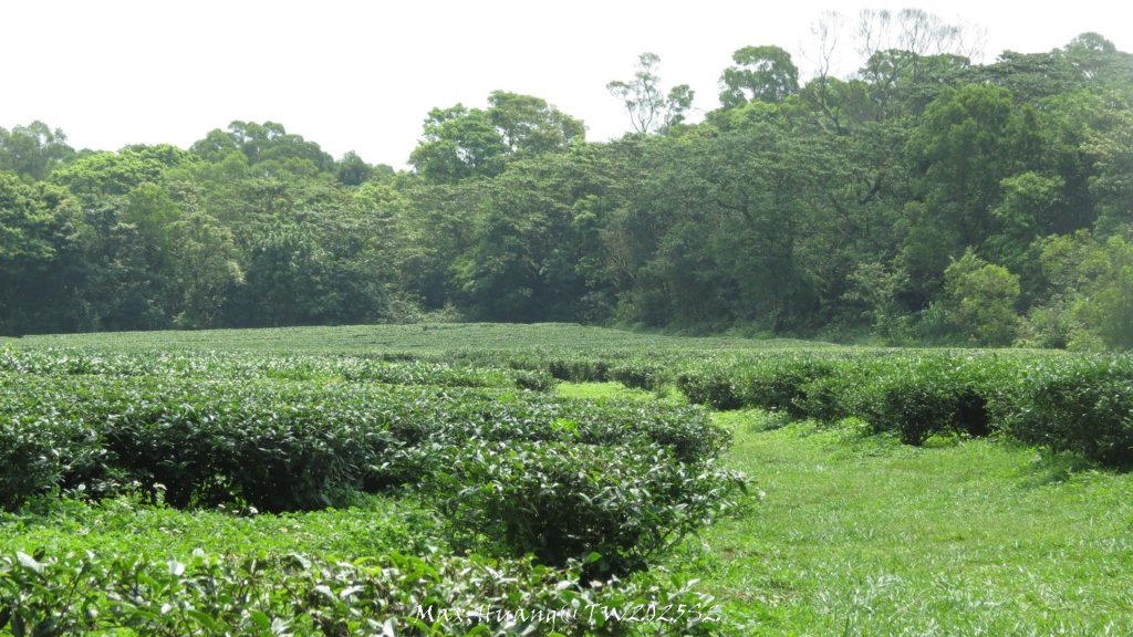 《苗栗》桐花茶園｜四月雪小徑登慈濟山三義山20250427_2771242
