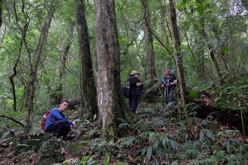 新竹尖石鄉 煤源社區上李棟山、大混山出凌空廊道封面圖