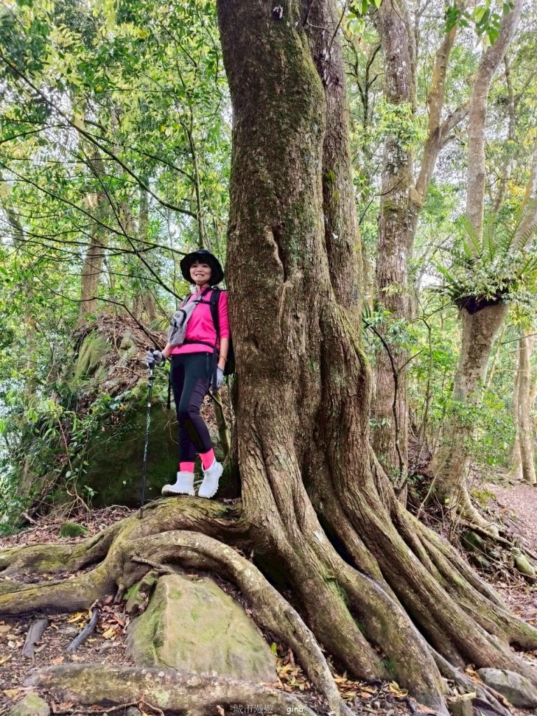 【苗栗大湖】山頂展望佳等到雲海。 馬那邦山登山步道_2806798
