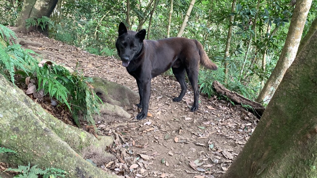 【中級山】明知山沒虎，偏向虎山行_2441954