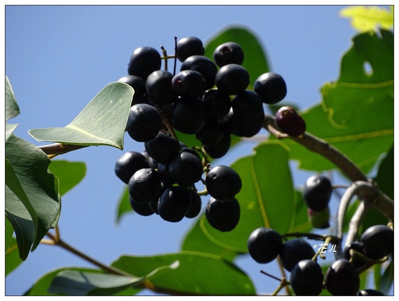 新竹/十八尖山步道_688895