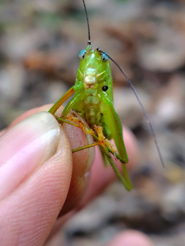 多納六秀 屯子山 安通吊橋_2987246