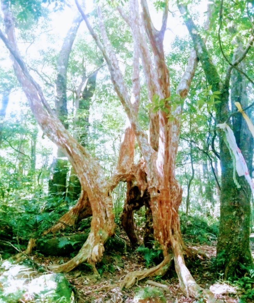 貴妃山、那結山O走_1478398