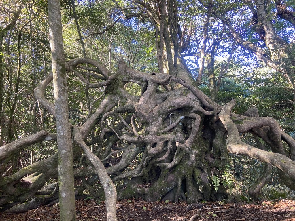 114.11.16 北得拉曼追黃金山毛櫸_2937885