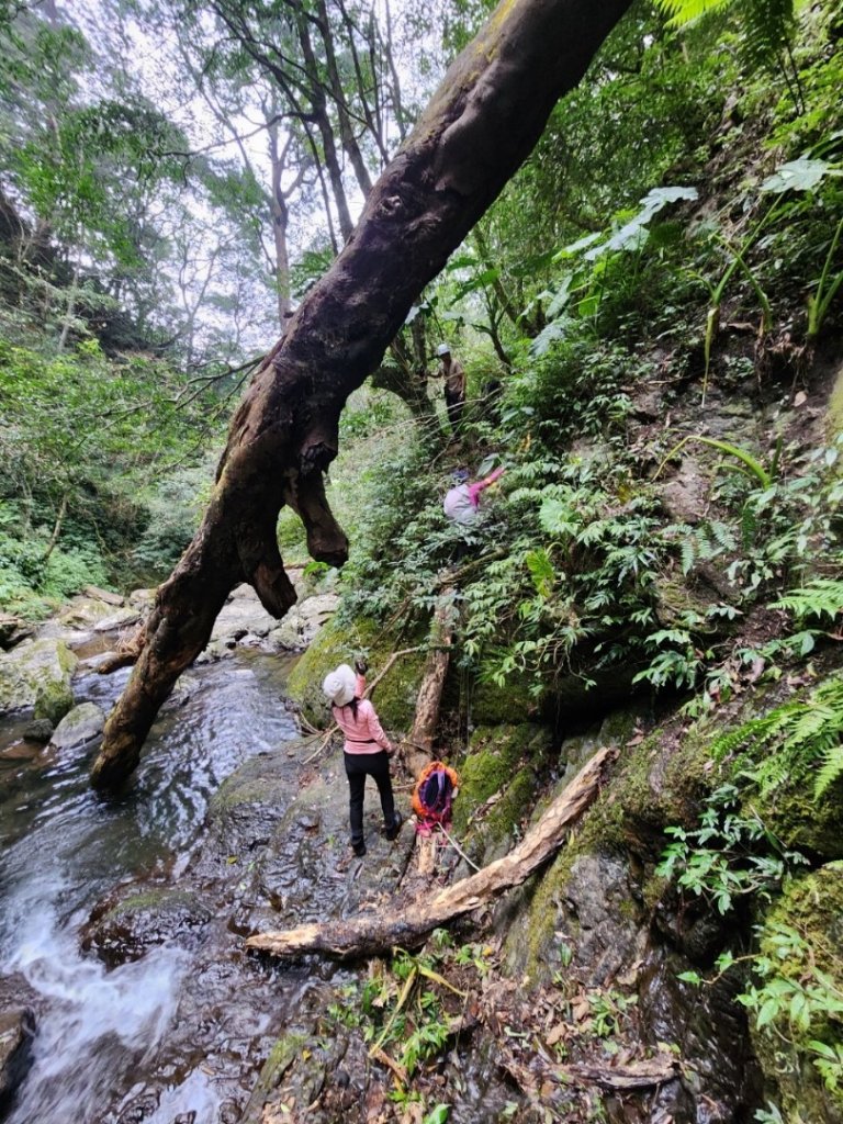 復興赫威神木_2748202