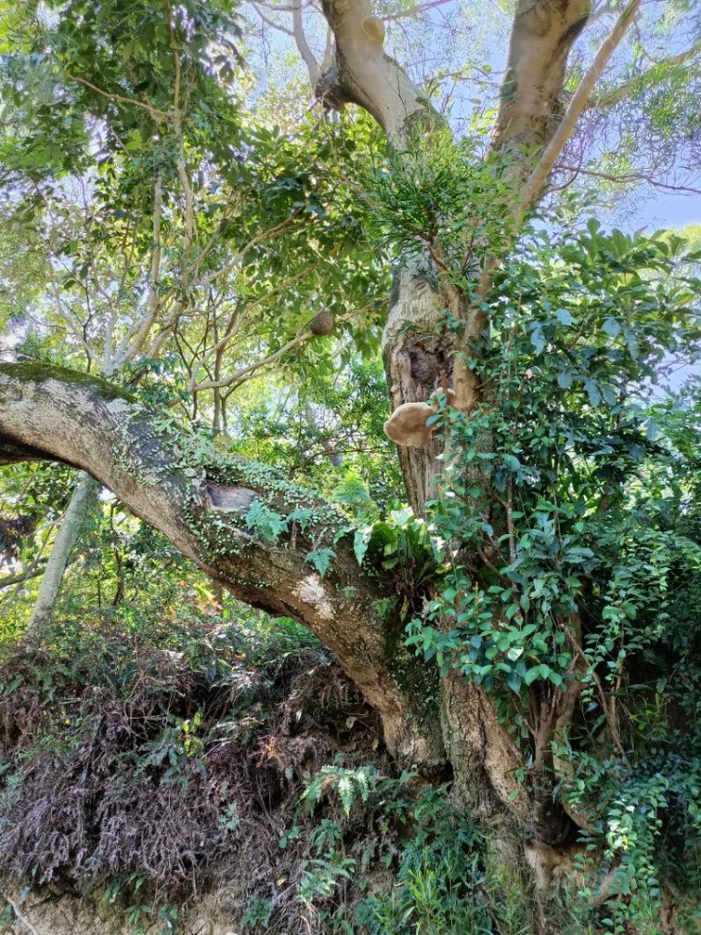 大縱走第七段-茶香縱走_1474572