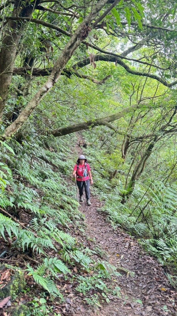 烏窟子山、獵貍尖山、黃櫸皮寮山、翡翠之眼O走_2809867