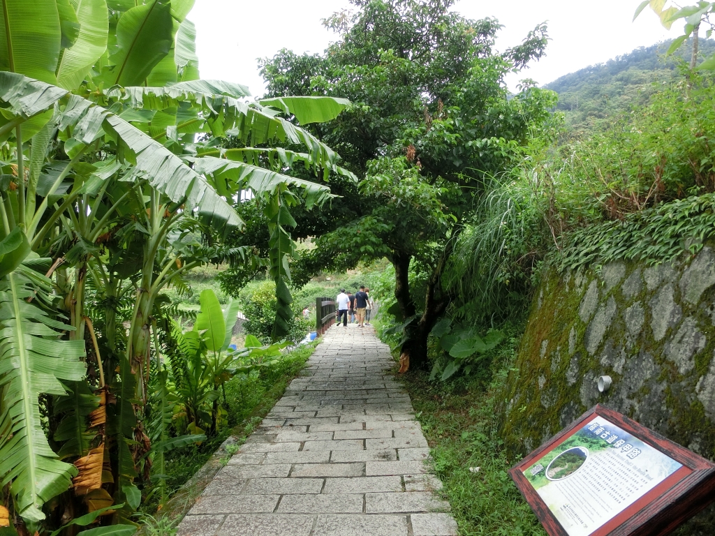 飛龍步道．石獅腳步道．樟樹步道_93066