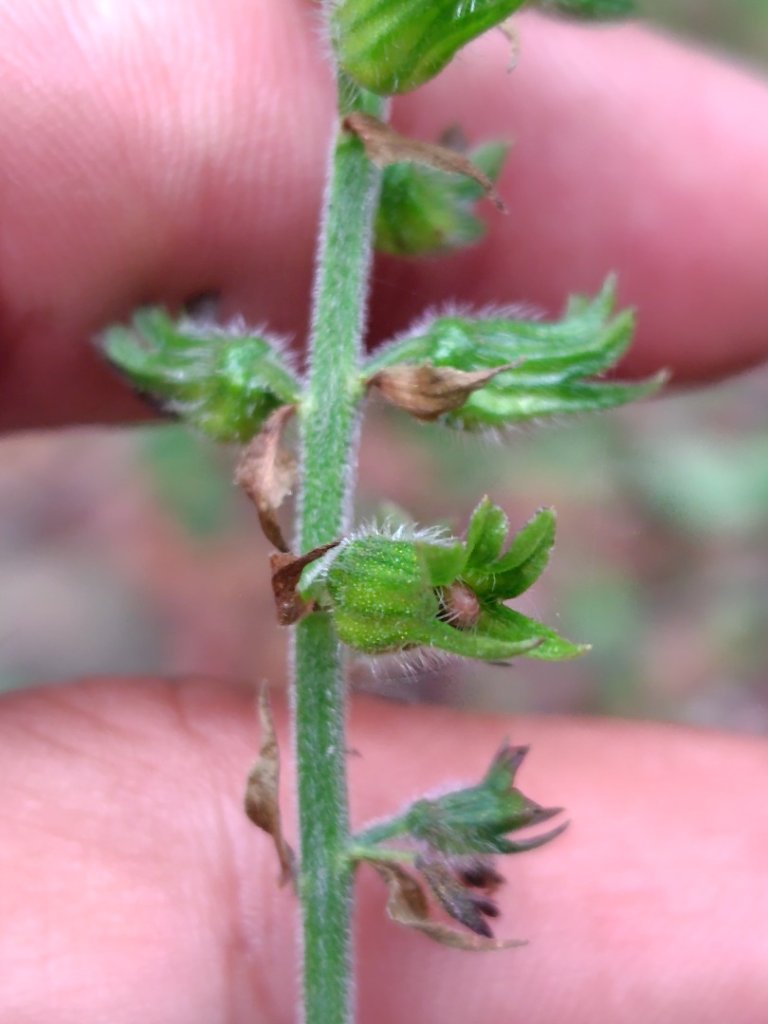 東埔走八通關古道訪龍貓公車繞對關山O型_2962803