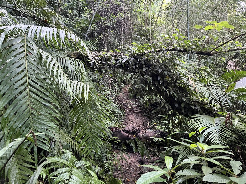 [皮皮獅Hike客任務-01/10] 2024_0720 打牛崎古道_2557013