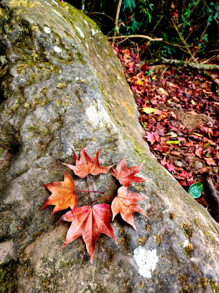小百岳集起來-馬那邦山_2181241