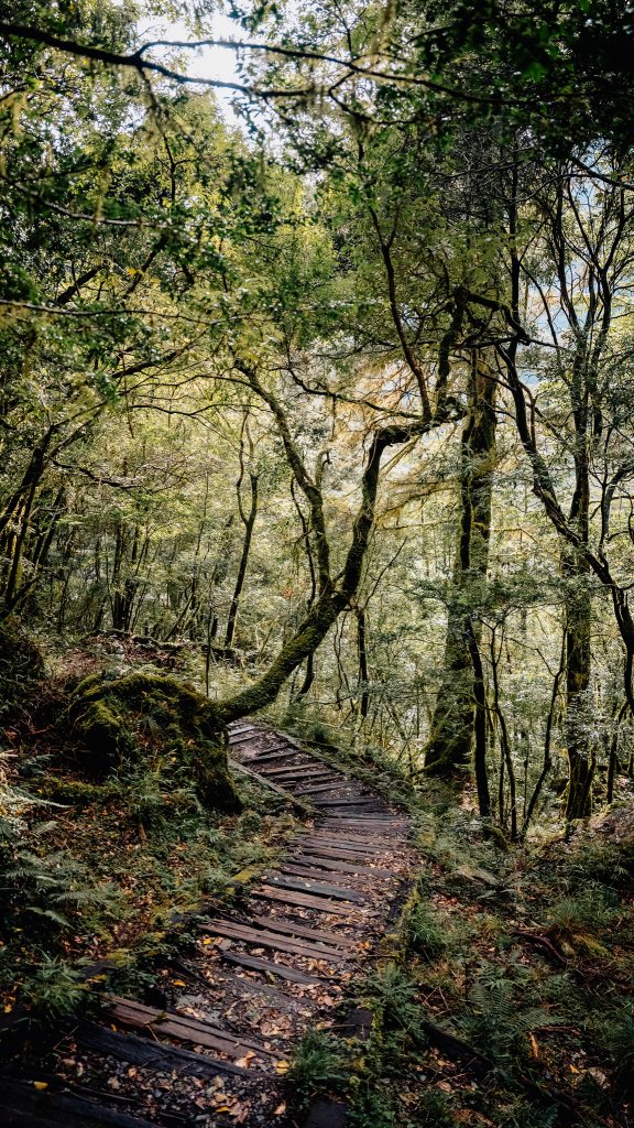 南橫百岳—庫哈諾辛山_2364660