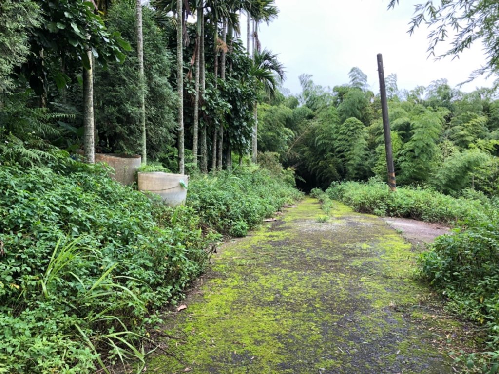 嘉義連峰獨立山大巃頂紅楠坑觀音石阿拔泉_633318