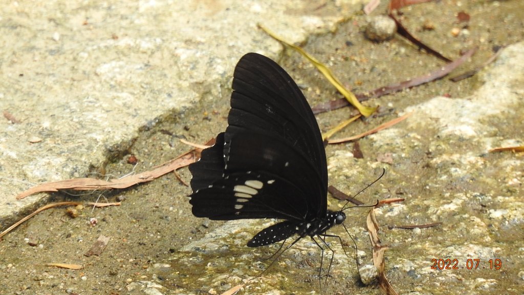 賞蝶趣 #雙尾蛺蝶 #琉璃翠鳳蝶_1768305