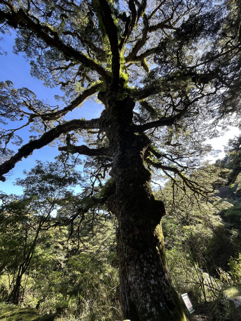 2025/08/17塔塔加、麟趾山、大鐵杉_2891612