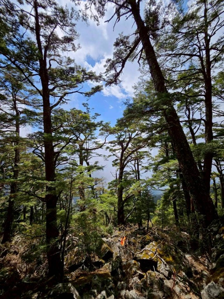20260320四個毆鷄桑🦸‍♀️南橫溪頭山O繞關山嶺山_3022706