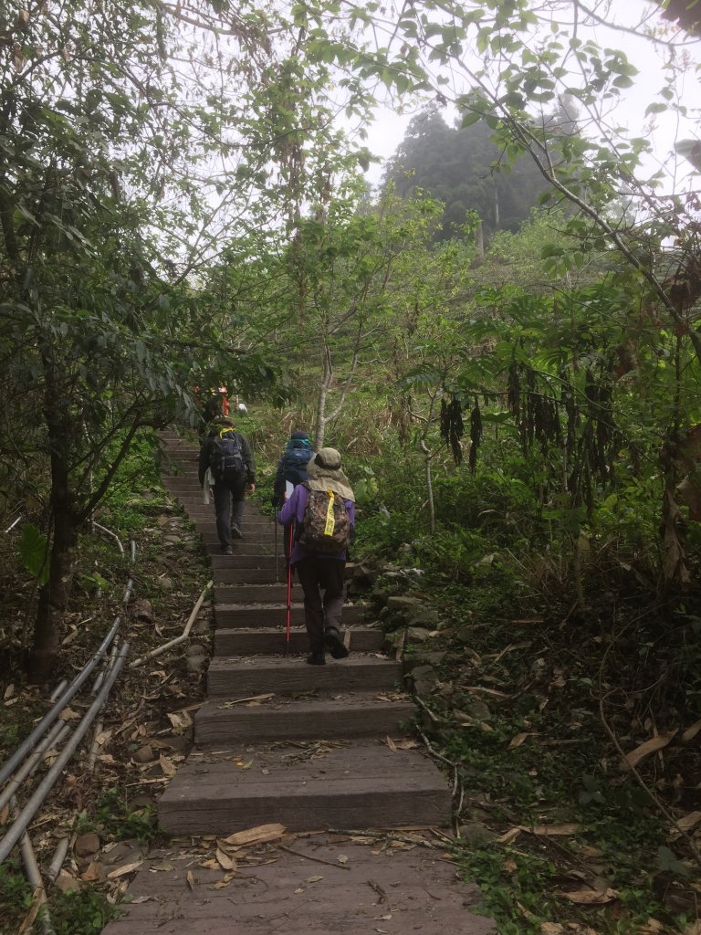 20230408嘉義縣頂石棹步道_2109348