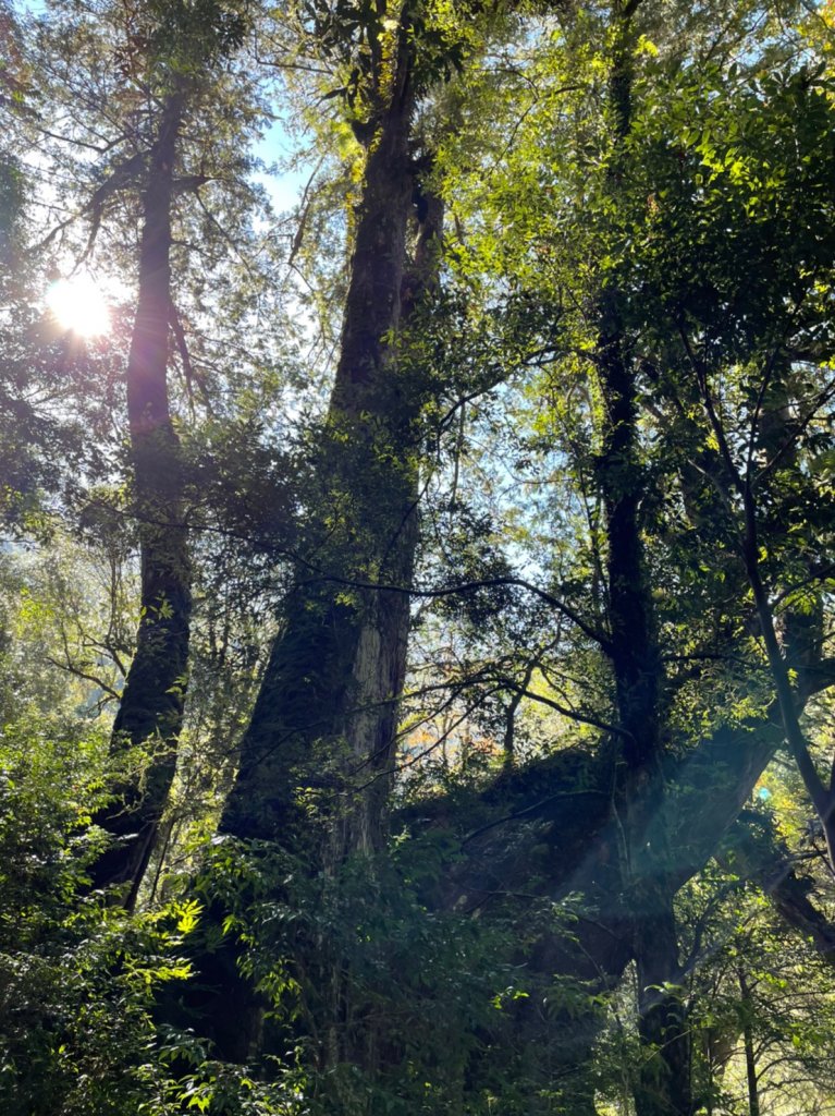 [桃園]拉拉山神木群步道_1539845