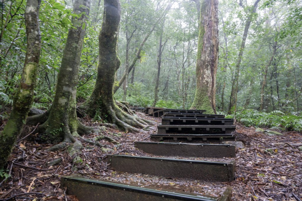 東眼山雨中尋幽_2975344