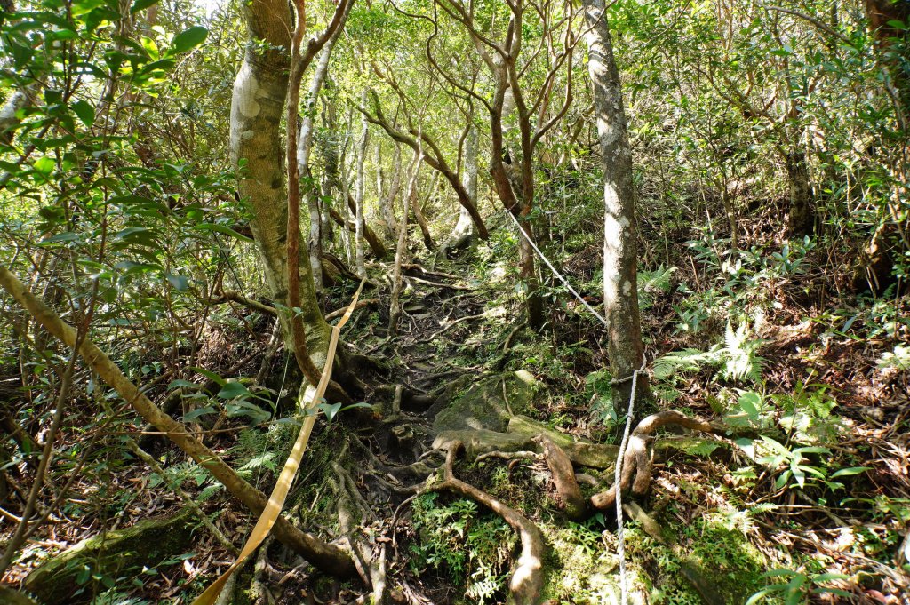 桃園-三峽 志繼山、東眼山、拉卡山、卡外山_3005197