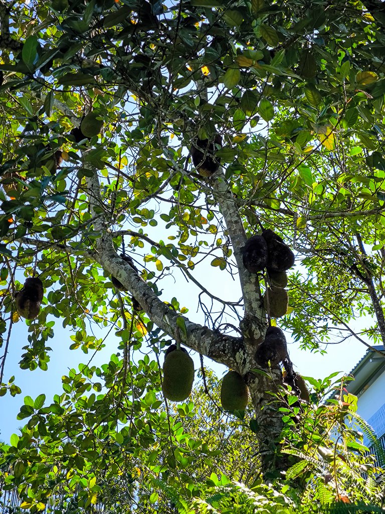 2024-08-22 澀水森林步道_2578357