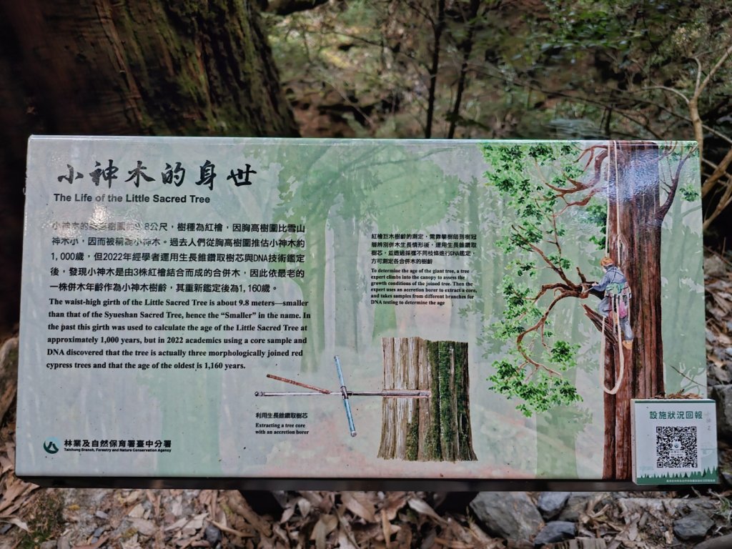 大雪山森林遊樂區森林浴步道_2966025