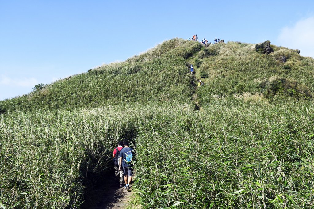 陽明山縱走東段（大崎頭至苗圃）_515153