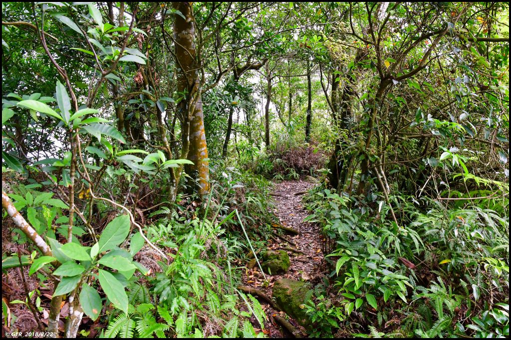 大溪。白石山 訪 艷紅鹿子百合_396235