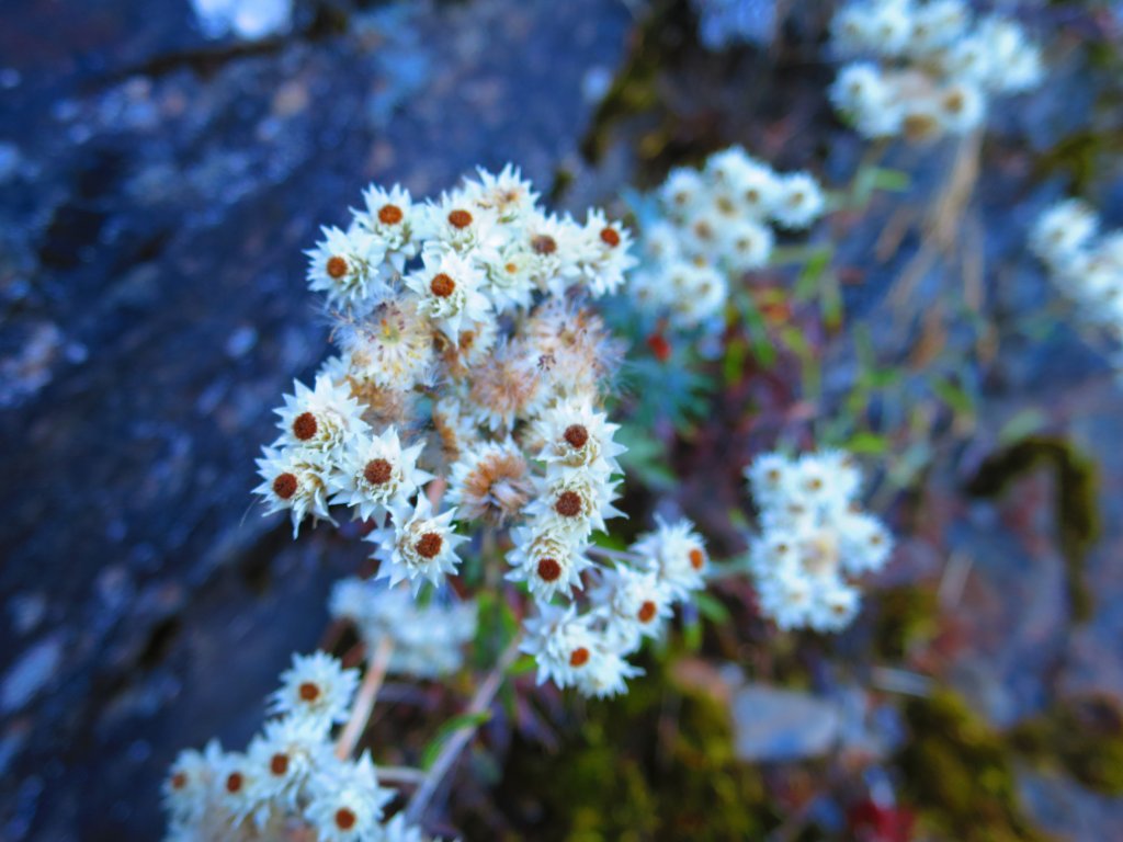 搭公車爬CP值最高的百岳：合歡群峰_748437