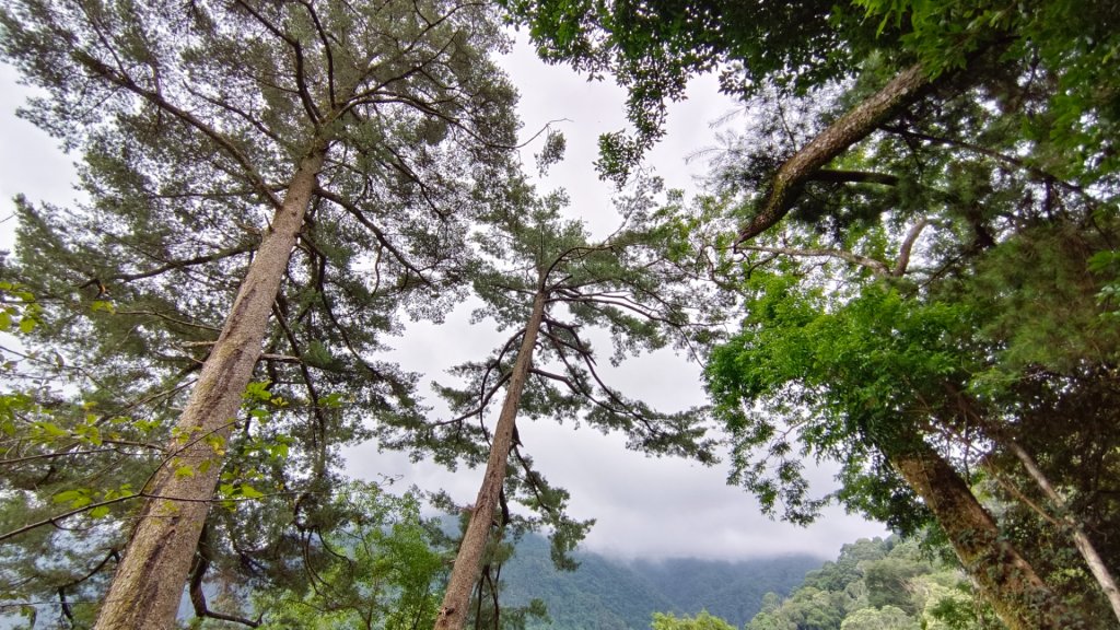 111-7-4八仙山頂恐龍現身_1754399