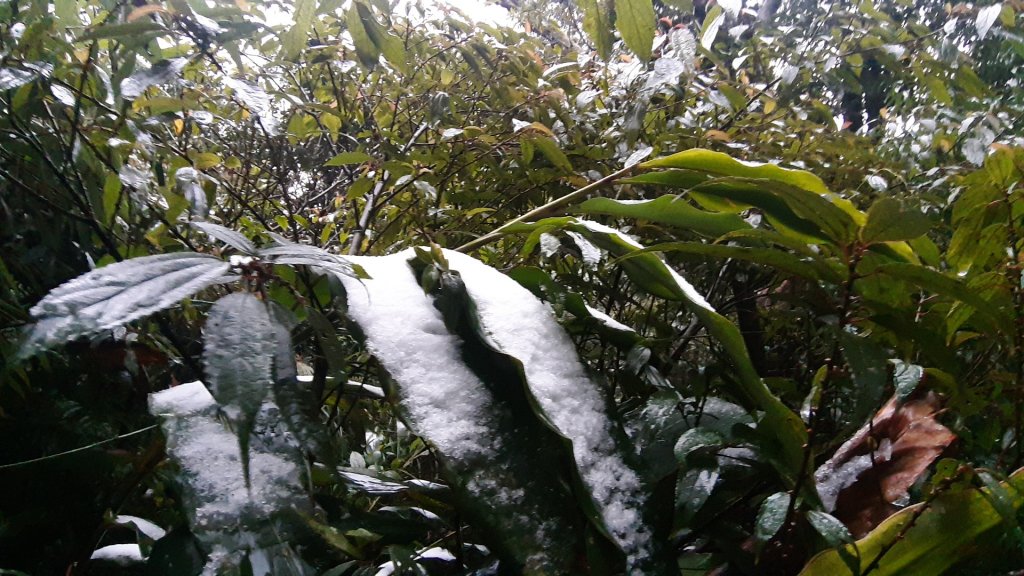 人生第一次賞雪(面天山、向天山)封面圖