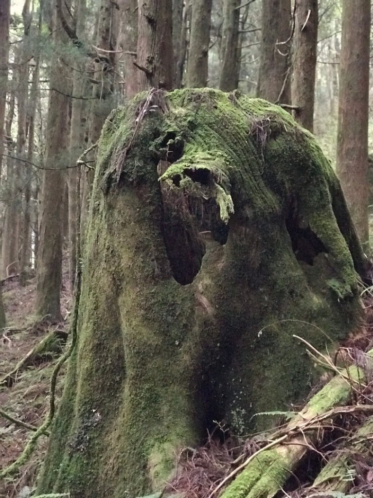 特富野-兒玉山-東水山封面圖