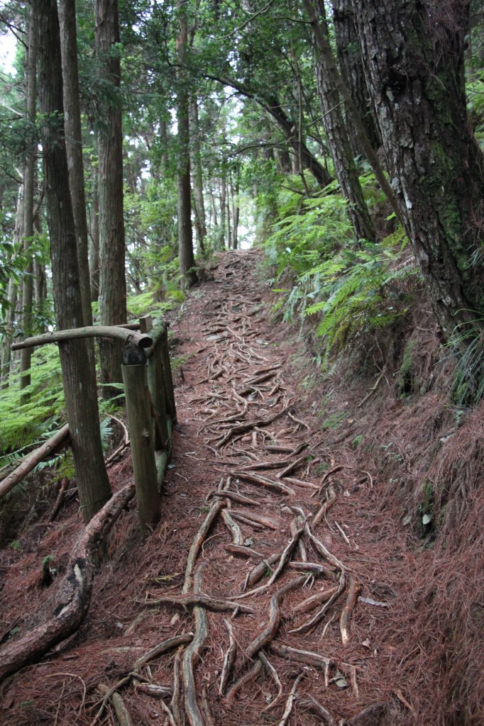 【谷關七雄】馬崙新山步道_597986