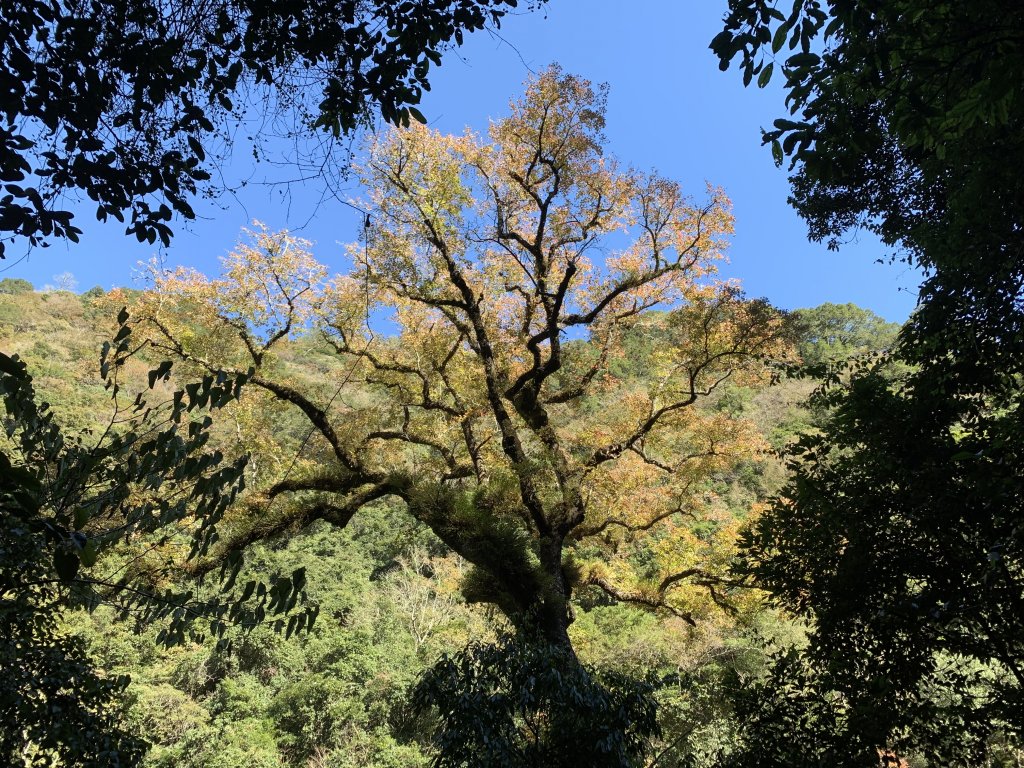 【中級山】霞喀羅古道（養老進、石鹿出），夜宿白石，順登霞喀羅大山_2032605