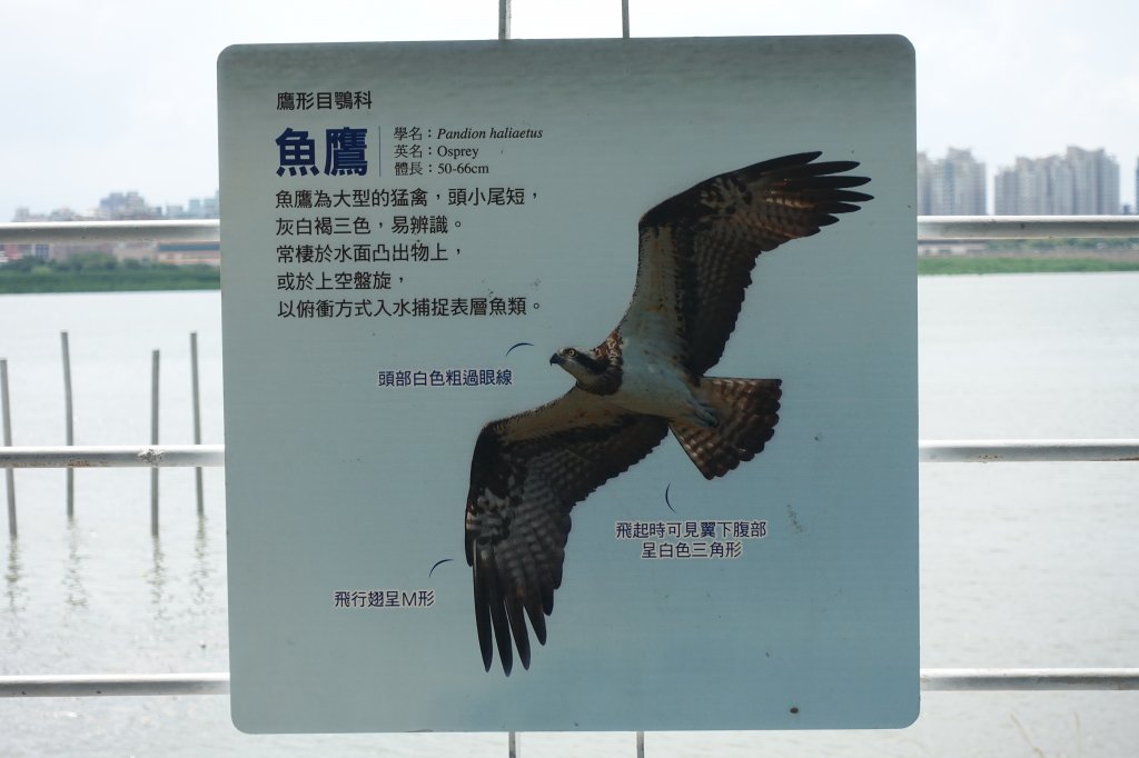 社子島自行車道．島頭公園_1105744