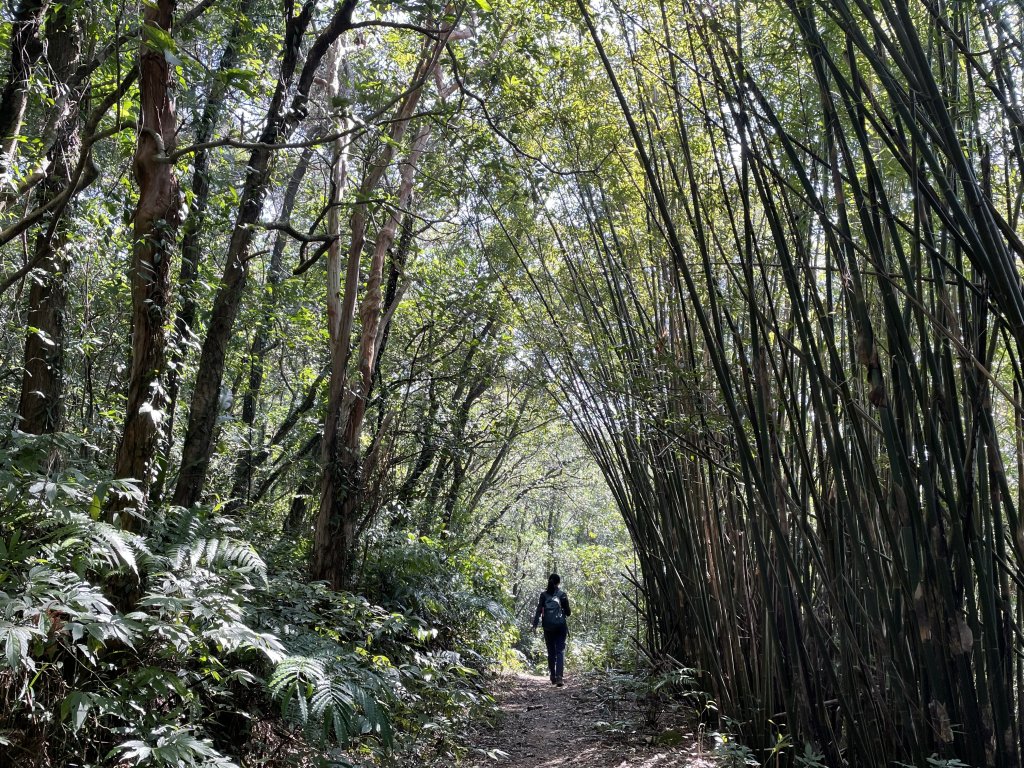 貢寮大嶺古道登桃源谷 淡蘭古道_1956141