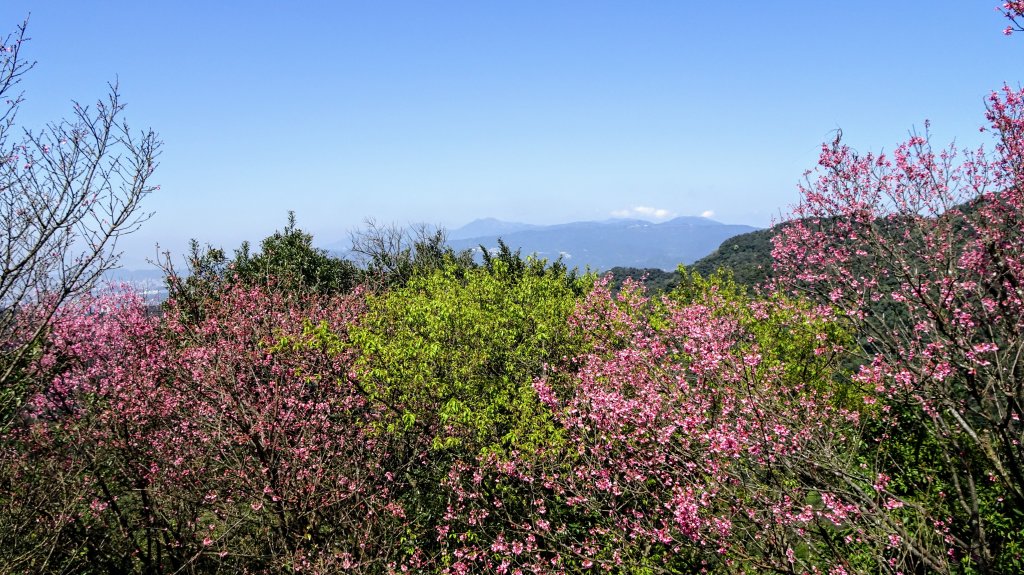 春天的顏色_1279651