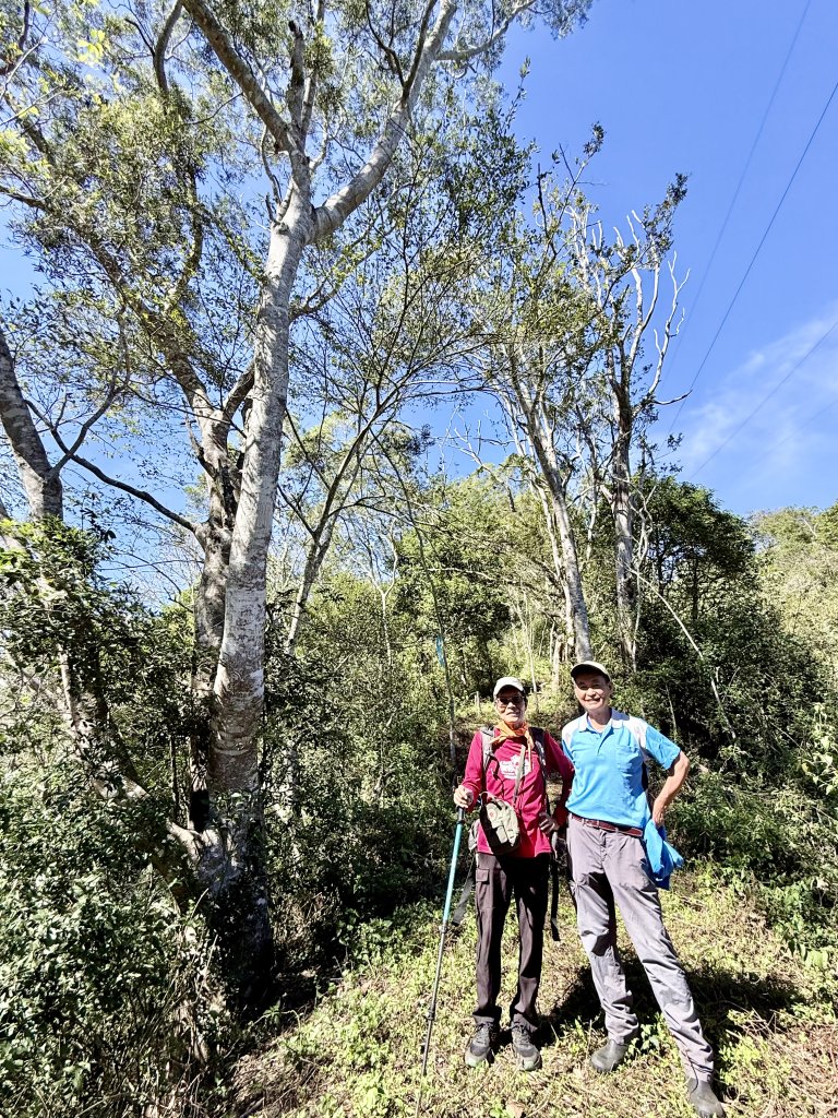 南投仁愛鄉基石巡禮-櫻櫻峰東北峰.清境山.岬山.關頭山北峰  2024.11.11_2651709