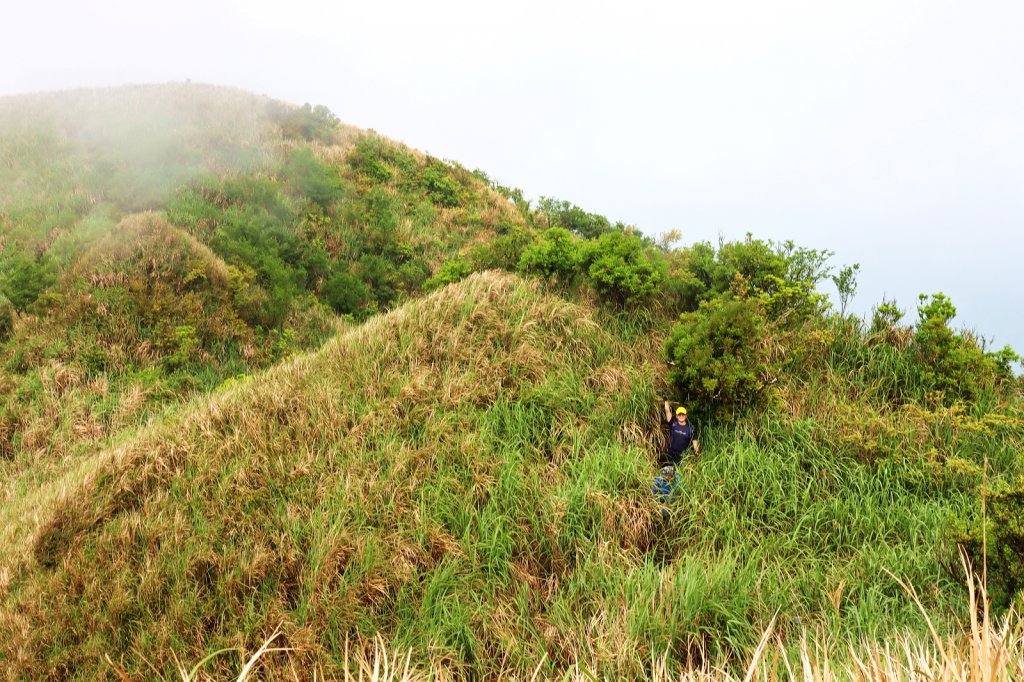 【進階版抹茶山】茫茫箭竹海中的鶯子頂山_1335280