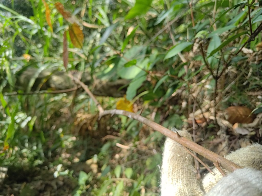 回歸自然的山羊古道_2678638