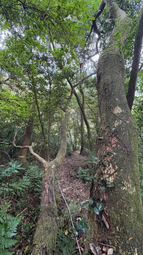 樟之細路龍潭關西「十連峰」_2960685