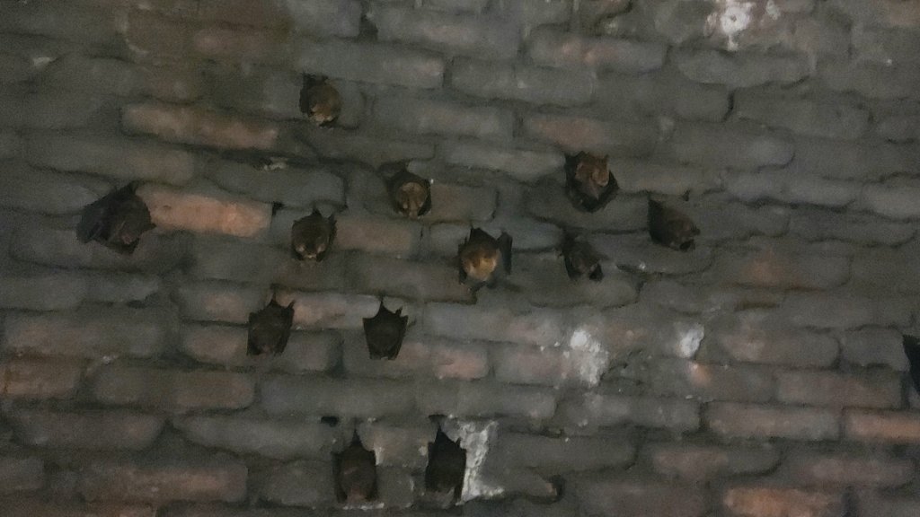 〔雙溪〕三貂嶺生態友善隧道 蝙蝠＆鐘乳石 。尪子崙坑 礦務課NO.278基石_2247765