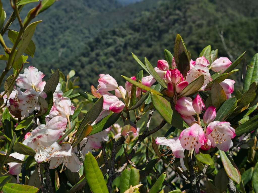 鳶嘴山杜鵑盛開_2770369