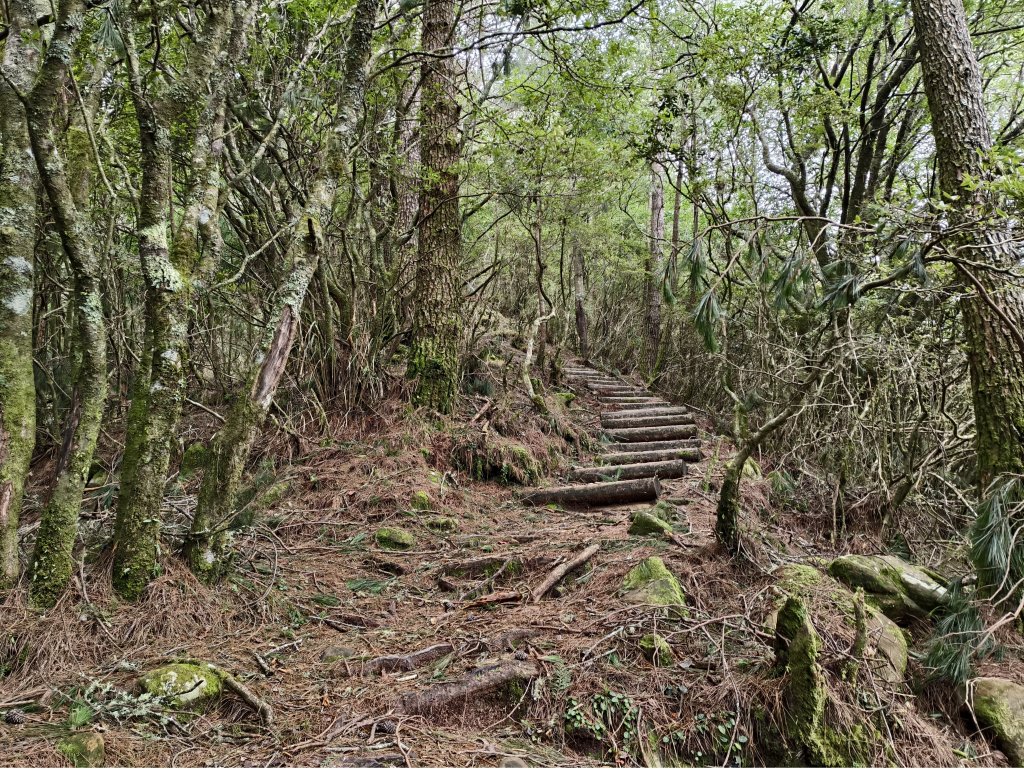 [玉山尋寶任務-06/12] 2025_0823 東埔山步道_2870140