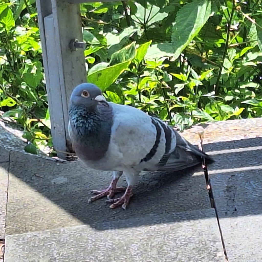 【2024觀音觀鷹尋寶任務】一日走完七條步道完成!_2508379