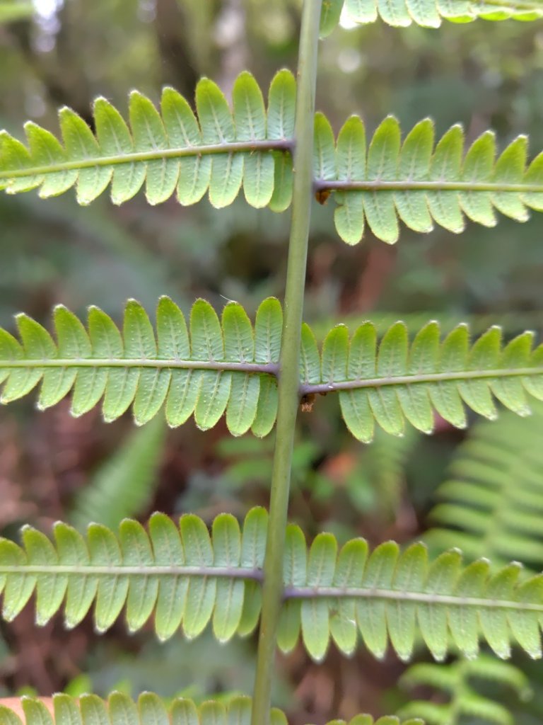 姑子崙山_2759210