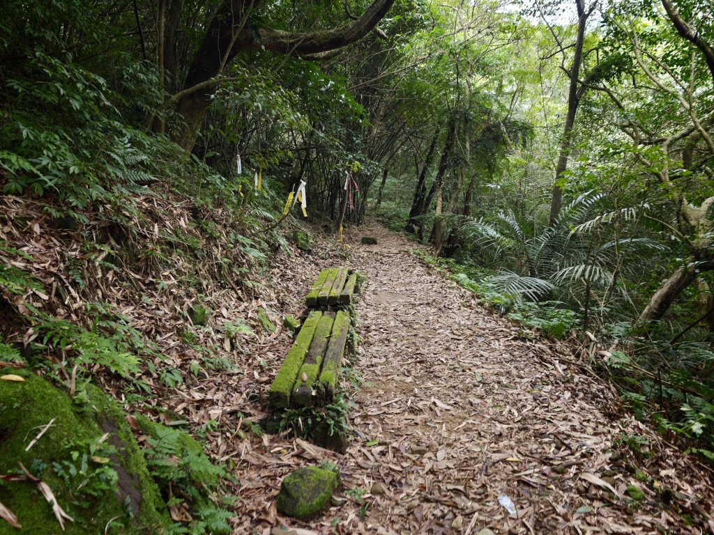 [淡蘭古道] 2026_0531 北路第一段_燦光寮古道(下)-牡丹溪畔封面圖
