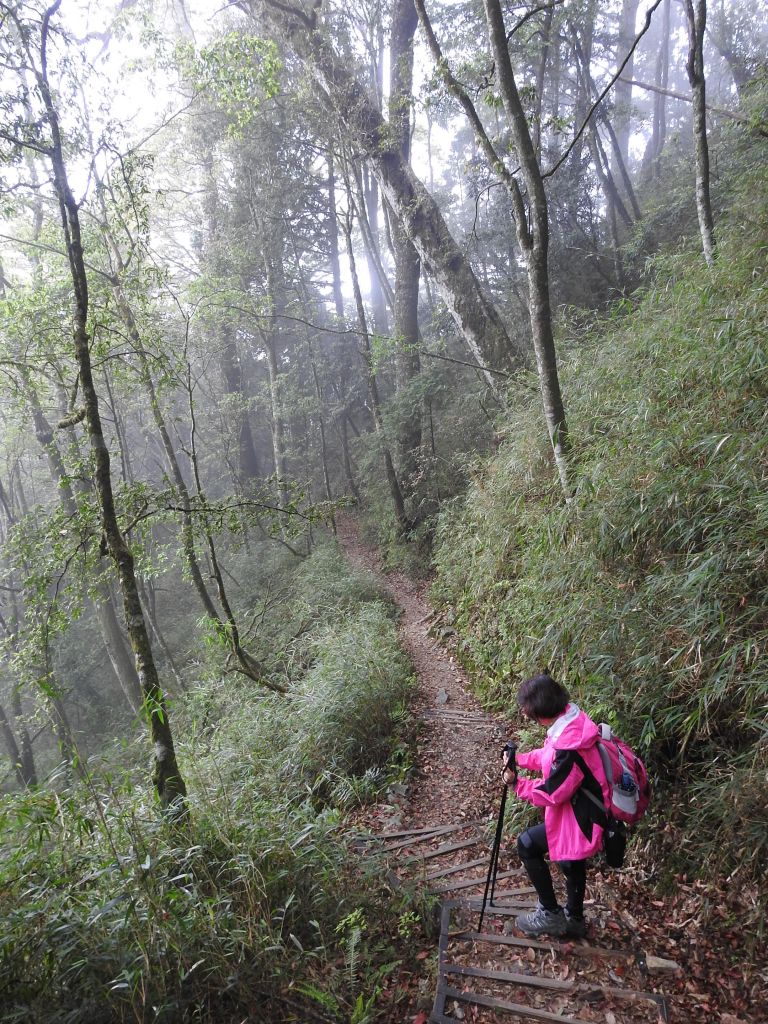 20180520 再訪八仙主峰_335599