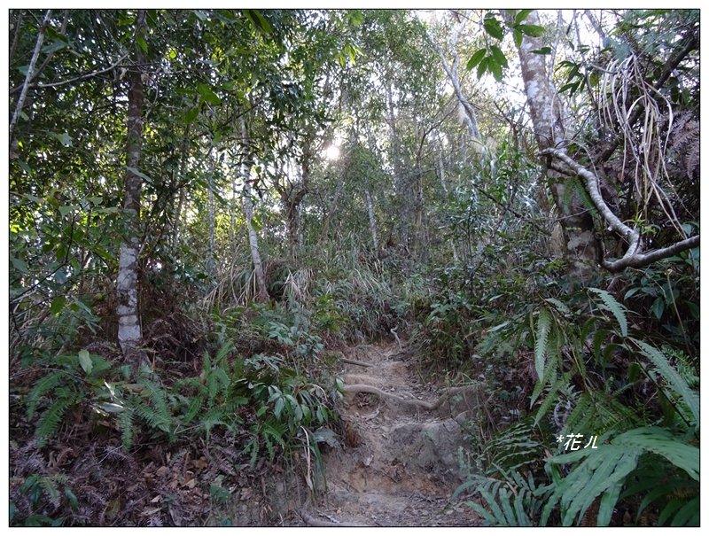 唐麻丹山/裡冷步道_868378