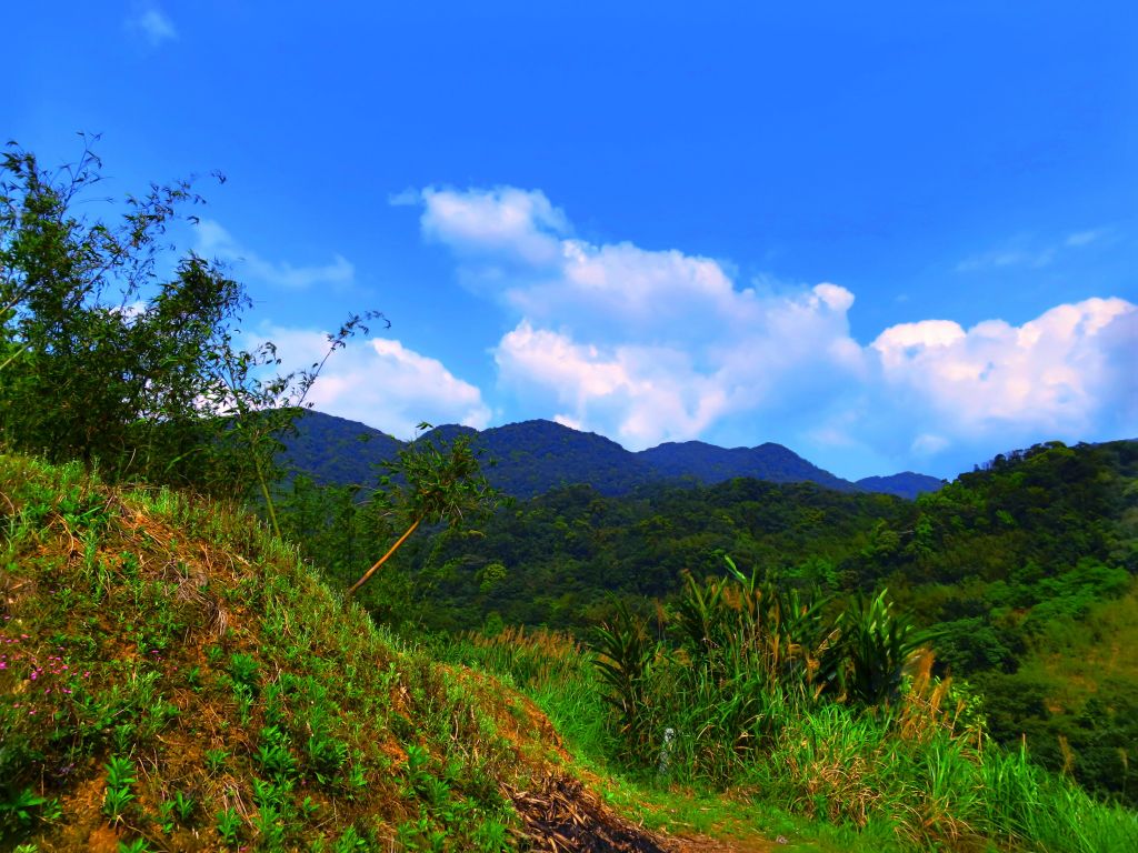 漫步大崎頭步道 一探台北市梯田美景_290937